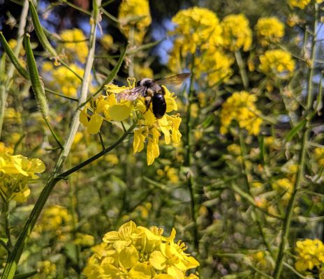 Blaue Holzbiene auf gelber Rapsblüte