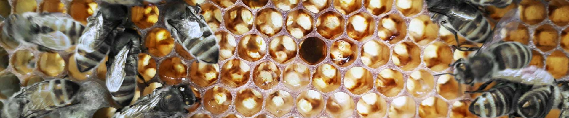 Ein Bienenschwarm auf einer Honigwabe