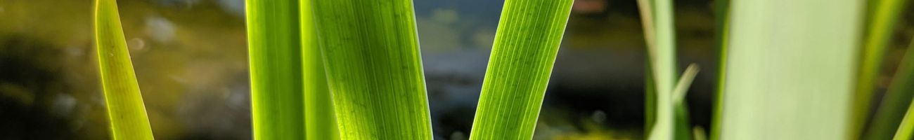 Biene an einem grünen Blatt