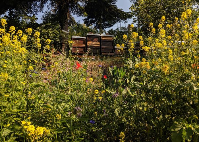 Bienenstöcke in Wildblumenwiese